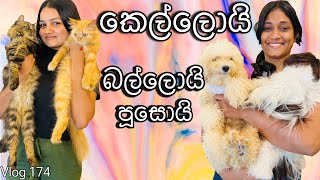 සල්ලි වලට හුරතල් කරපු බල්ලෝ 🐕🐈