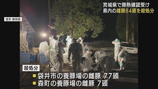 豚熱発生の宮城県の養豚場で採取した精液で人工授精　静岡県初の豚熱の防疫措置　メス豚８４頭を殺処分に　袋井市と森町