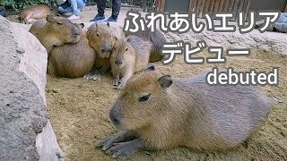 カピバラキッズがふれあいエリアにデビュー！ - 神戸どうぶつ王国 - Capybara Kids debuted in the place of contact