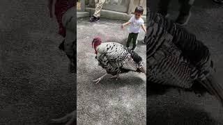 Little boy sees turkey at children’ zoo 混血宝宝看火鸡在动物园