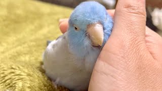 手の中で寝るインコ【マメルリハ】