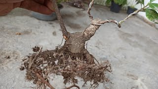 ficus retusa grafting ficus micro carpa, Bonsai ficus tips and tricks