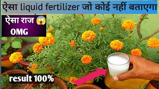 😱गेंदे(marigold) के पौधे पर ज्यादा flowering के लिए क्या करे 100℅result के साथ 😜#garden#gardenplants