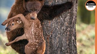 A Mother Grizzly Eats a Newborn Elk Alive !!