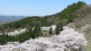 サクラ満開　長寿山　福島県川俣町