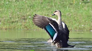 Indian Spot-Bill Duck