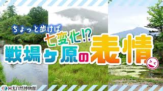 ちょっと歩けば七変化⁉戦場ヶ原の表情＜2024年7月4日＞【奥日光自然情報】