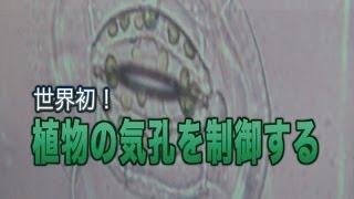 [ScienceNews2013]世界初！植物の気孔を制御する