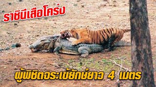 มัชลี ตำนานเสือโคร่งที่ล้มจระเข้ยักษ์ 4 เมตร จนได้รับฉายาว่า \