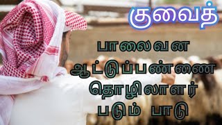 குவைத் ஆட்டுப்பண்ணை துயரங்கள் - மீள் பதிவு #kuwaitnewstamil #kuwaitjobvisa #குவைத்செய்திகள்