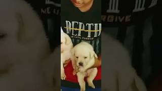 സ്നേഹിച്ച ചങ്ക് പറിച്ചു തരണ ഡോഗ് ആണ് ലാബ് (lab puppies) #viral #shorts