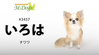 ペットモデル#3457 チワワ「いろは」のテクニカル動画【指示で持って来い】