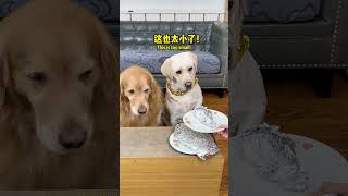 汤圆：白开心了！Happy for nothing! #萌寵#寵物#搞笑#拉布拉多 #doglover #Labrador #labradorpuppy #dog #pets #cute #funny