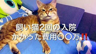 飼い猫2回の入院　下部尿路疾患、かかった費用