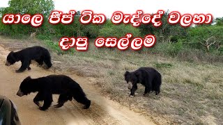 Yala National Park | යාල ජාතික වනොද්‍යානය