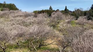 【月ヶ瀬梅渓 梅まつり④】奈良県月ヶ瀬 季節の風景