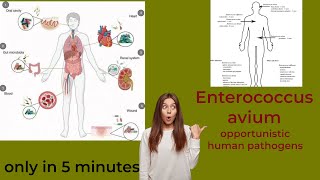 enterococcus microbiology lecture ||enterococcus avium||Easy microbiology