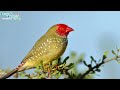 star finch complete information in urdu and hindi breeding tips feeding information سٹار فنچ