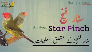 Star finch complete information in Urdu and Hindi | Breeding tips |  Feeding information | سٹار فنچ