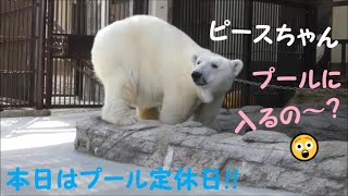 【しろくまピース】お水のないプールに入るピースちゃん♪　2022/4/1　とべ動物園