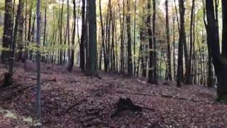 Herbstspaziergang im Wald