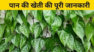 पान की खेती कब और कैसे करें | pan ki kheti kaise karen | how to cultivate betel | pan ki kheti