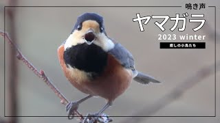 ヤマガラのよく聴く鳴き声いろいろ