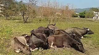 香港野生動物 - 水牛：上午 Wildlife in Hong Kong - Buffalo: In the morning