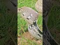 Video short snake #short big snake