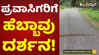 ನಾಗರಹೊಳೆ ಅಭಯಾರಣ್ಯದಲ್ಲಿ ಹೆಬ್ಬಾವು ಪ್ರತ್ಯಕ್ಷ! | Python | Nagarahole Forest |  Vistara News