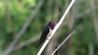 KIR KIRLANGICI SESİ DİNLE.Barn Swallow