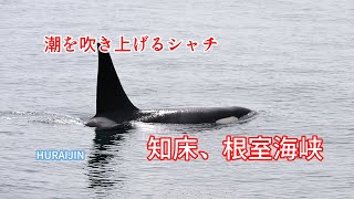 シャチ 【鯱】＃根室海峡　道東、羅臼港から乗船してシャチの群れを見る事ができました。