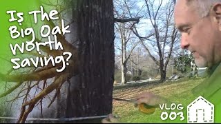 Consulting An Arborist To Save A Water Oak | VLOG 003