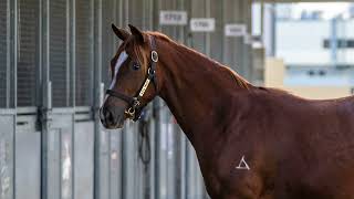 LOT 1693- 2022 Gold Coast National Yearling Sale