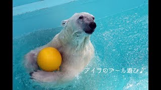 プールで遊ぶホッキョクグマのアイラ　PolarBear　”Aira”