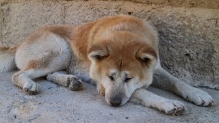 The History of the Akita: A Powerful and Loyal Breed