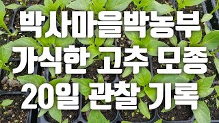 [박사마을박농부]고추농사안망하는법-가식 후 고추 모종은 잘 자라고 있을까요?