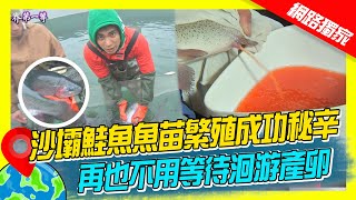 【越南】沙壩鮭魚魚苗繁殖成功秘辛 再也不用洄游產卵｜《世界第一等》629集濃縮精華版 #世界該去哪