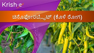 Chilli choanephora blight | ಚಿನೊಫೋರಬ್ಲೈಟ್ (ಕೊಳೆ ರೋಗ)