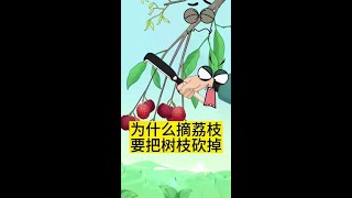 为什么摘荔枝要把树枝砍掉#三农种植  #荔枝