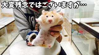 【ご報告】ハムスターちゃんねるから残念なご報告があります　おもしろ可愛い動物