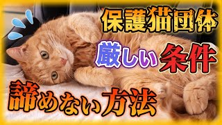 諦めないで！保護猫の里親になる方法！