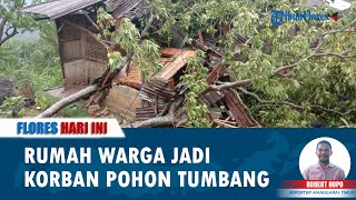 FLORES HARI INI: Akibat Hujan Angin Ribut di Golo Ndari, Rumah Warga Jadi Korban Pohon Tumbang