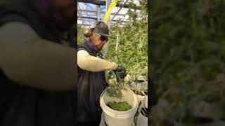 Trimming the gelato 33