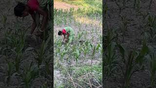 Maize farming at Kokrajhar Assam