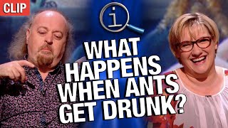 QI | What Happens When Ants Get Drunk?