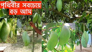 Brunei King Mango In Bangladesh || ব্রুনাই কিং আম ।