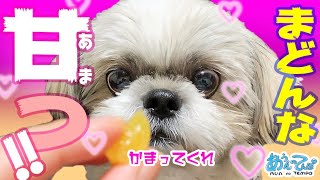 【衝撃の甘さ】だんなまどんなどんな味？【シーズー犬歓喜】【開封の儀】