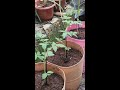 i made my own grow bags for my plants growbag organicfarming garden backyardgardening