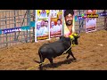 மதுரை கீழக்கரை ஜல்லிக்கட்டு 23.02.2025 batch 4 keelakkarai jallikkattu thangam tv